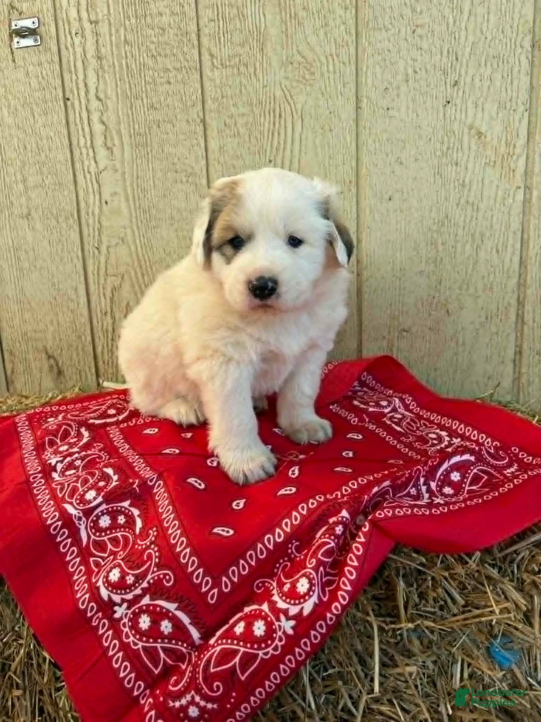 Great Pyrenees dogs for sale: Great Pyrenees Puppy 4 Red - Ad 1