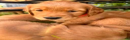 Golden Retriever dogs for sale: Golden Retriever 7 - Nori - Ad 3