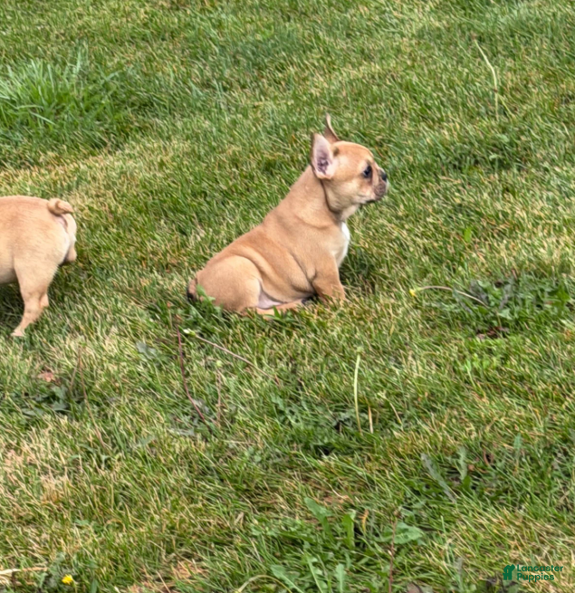 French Bulldog dogs Georgia - Ad 2