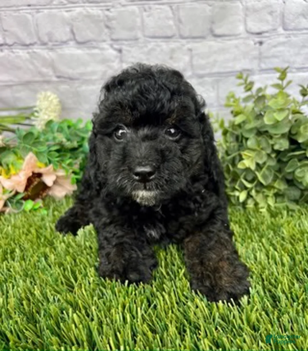 Cockapoo dogs for sale: Jackson Cockapoo  - Ad 2