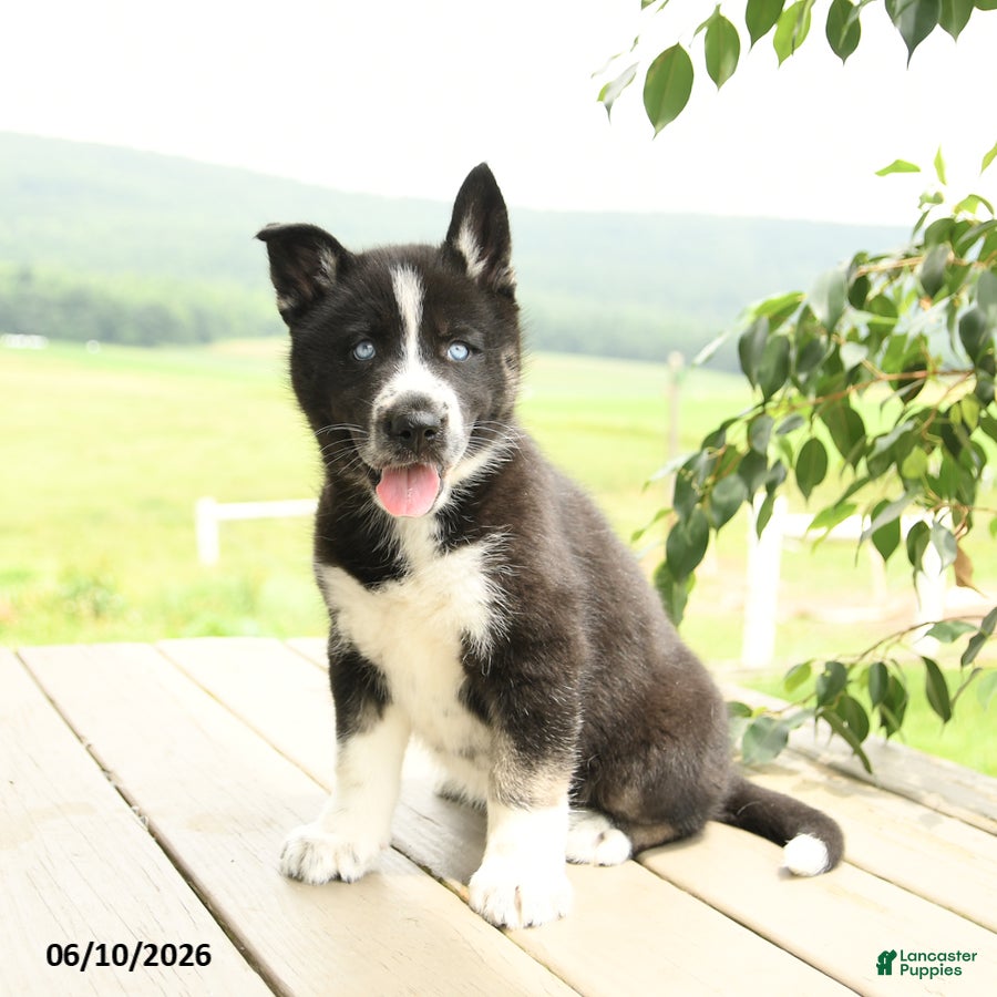 Gerberian Shepsky dogs Flora   - Ad 1