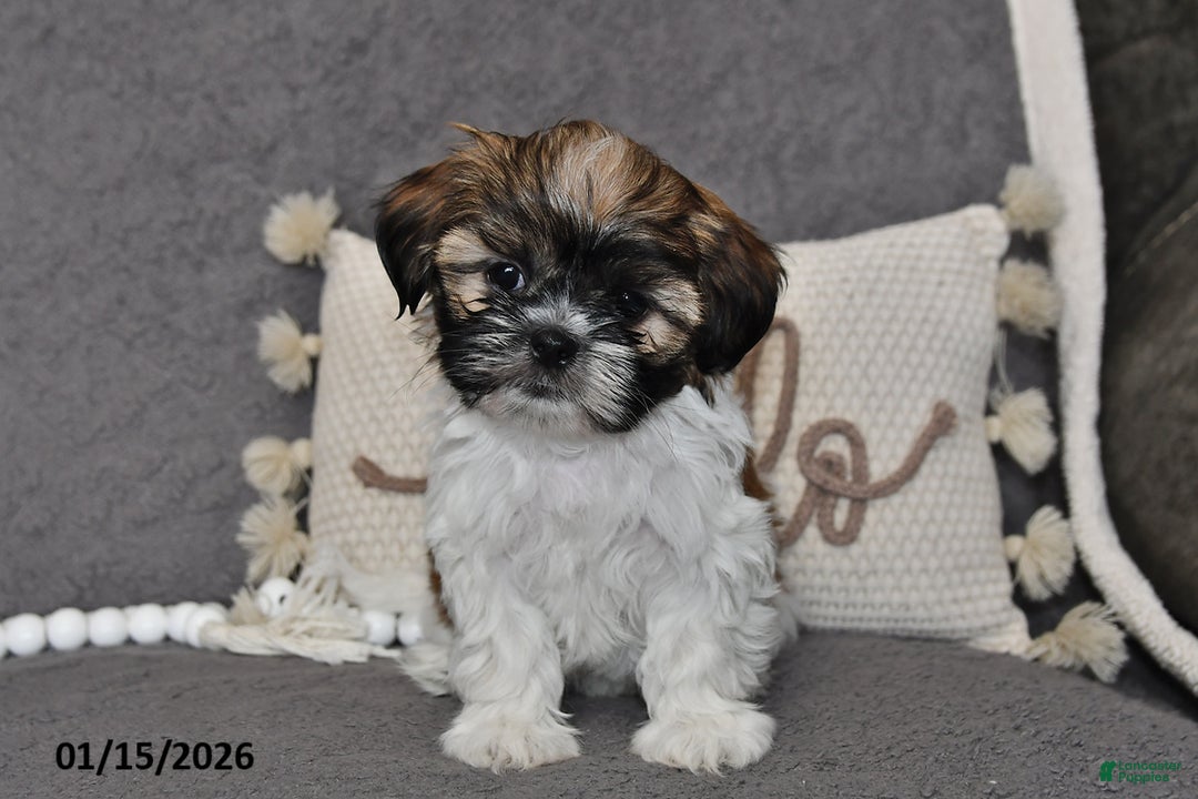 Shih Tzu dogs for sale: Connor - Ad 4