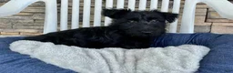 Scottish Terrier dogs for sale: Wanda - Ad 11