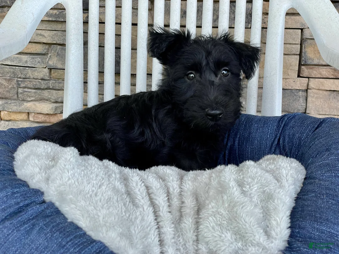 Scottish Terrier dogs for sale: Wanda - Ad 11