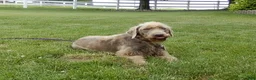Labradoodle dogs for sale: Sweetie - Ad 14