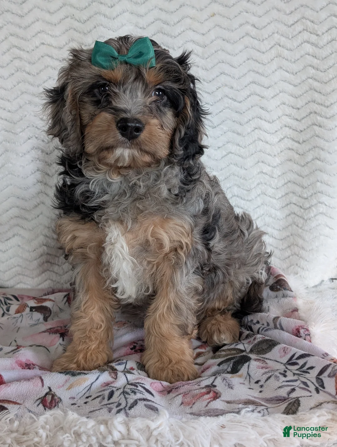Cavapoo dogs for sale: Bluey - Ad 3