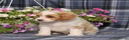 Cavapoo dogs for sale: BJ's Waldo - Ad 2