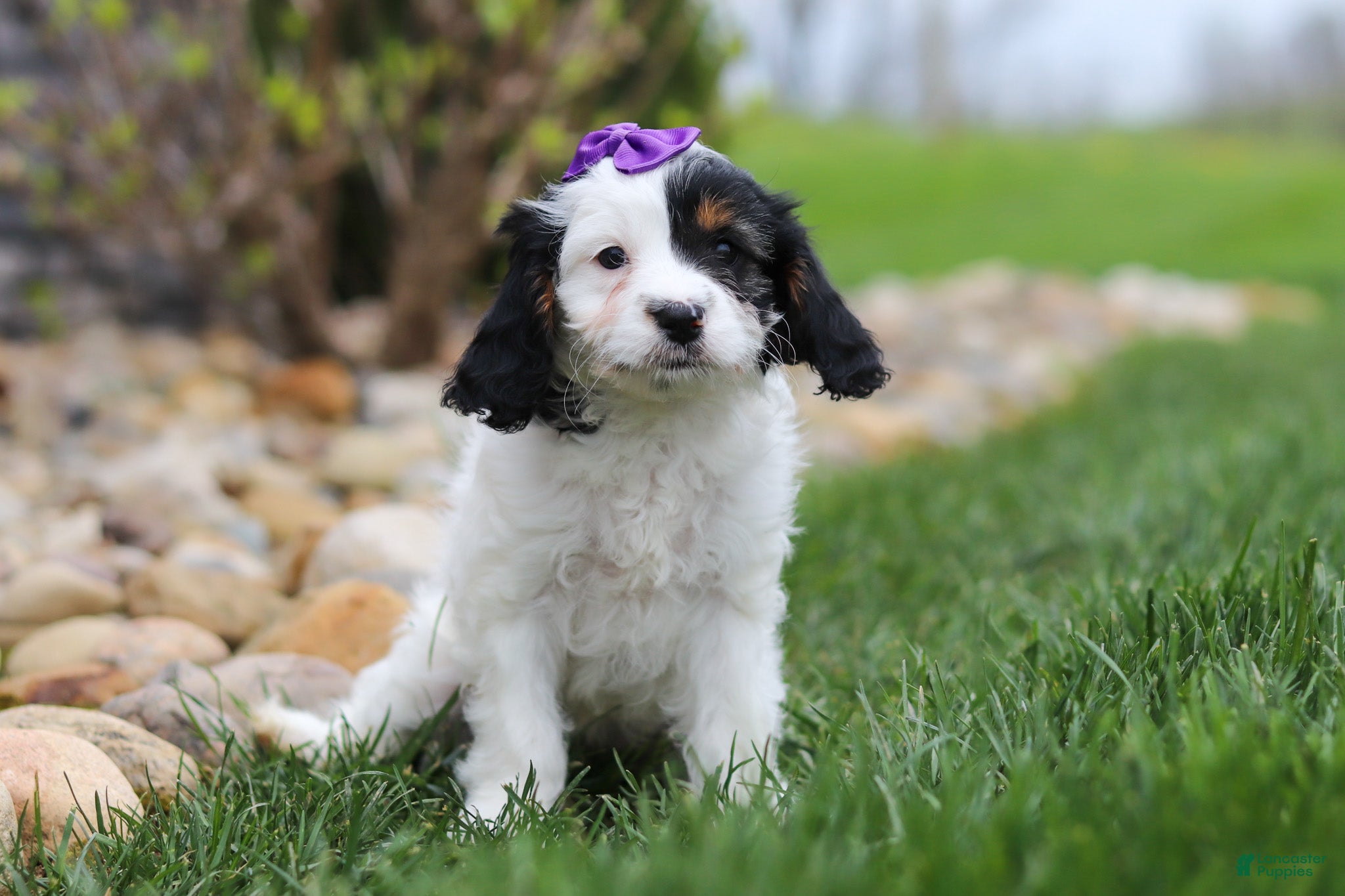 Cavapoo dogs Macy - Ad 2