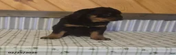 Rottweiler dogs for sale: Kyle - Ad 3
