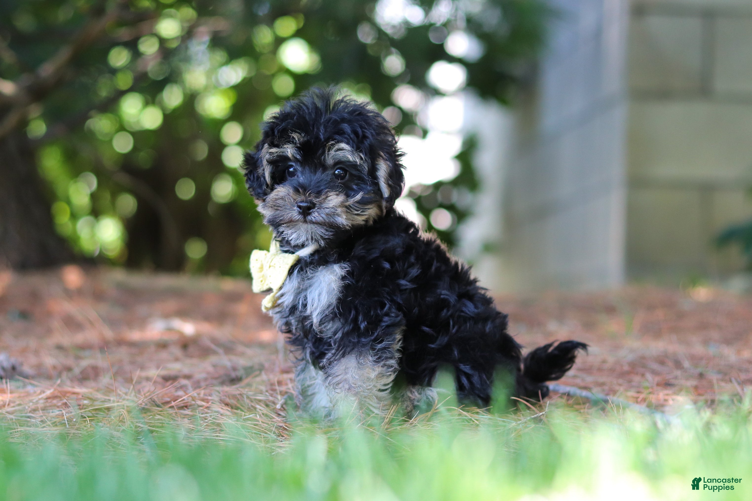 Yorkiepoo dogs Spike - Ad 2