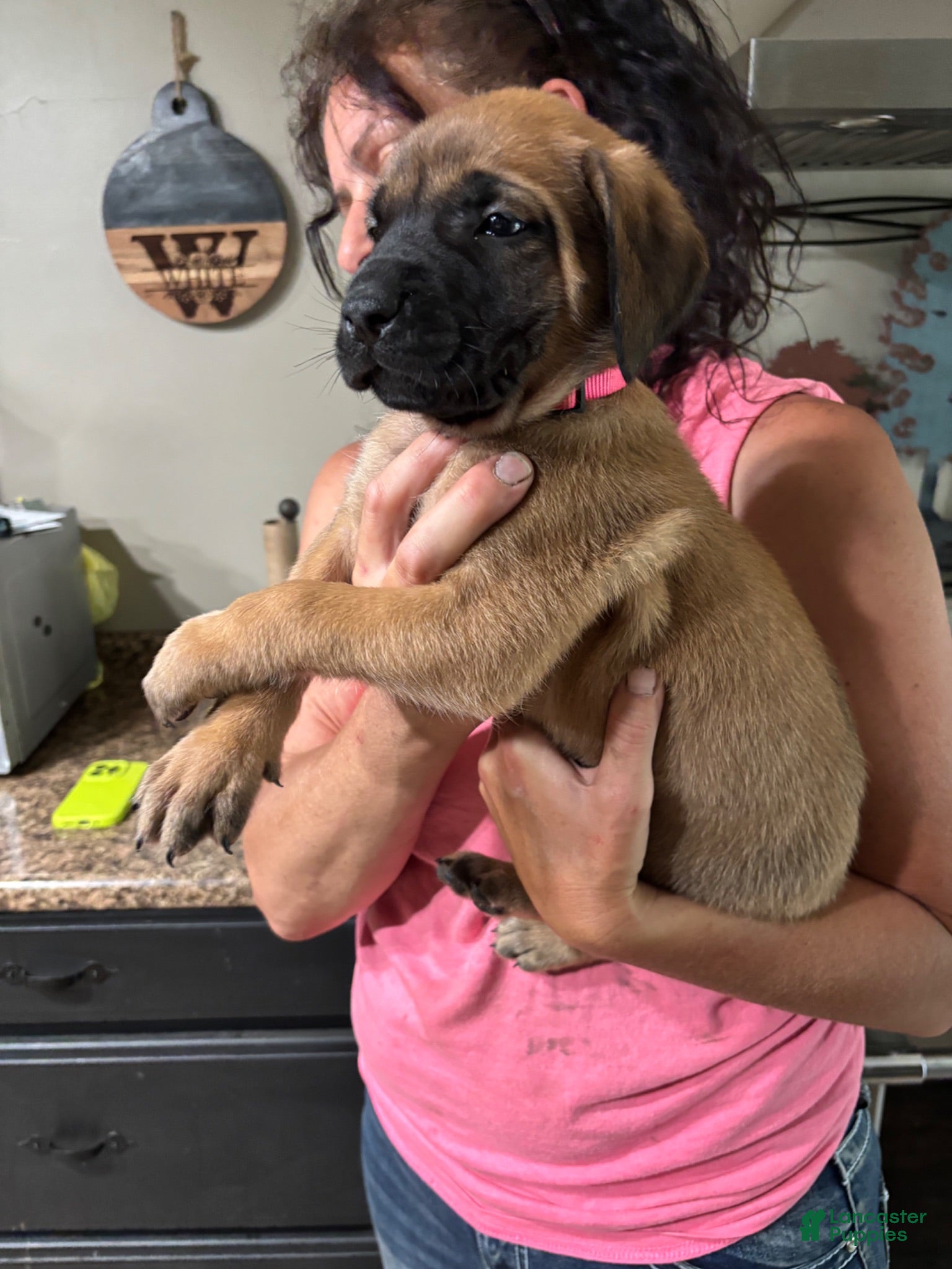English Mastiff dogs English Mastiff 7 - Ad 14