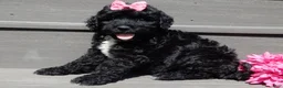 Sheepadoodle dogs for sale: Addi-MEDIUM - Ad 3