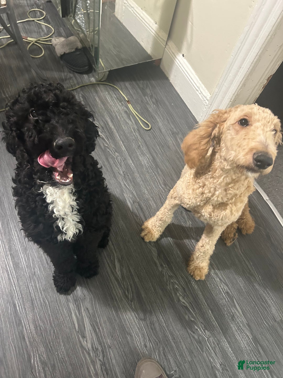 Goldendoodle dogs for sale: Thor - Ad 4