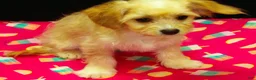 Cavachon dogs for sale: Shyla - Ad 3