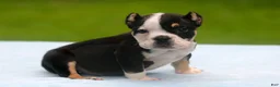 American Bully dogs for sale: Black Tri Male - Ad 3