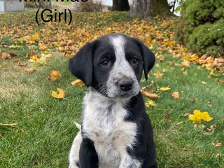 Mixed Breed dogs - Ad 42