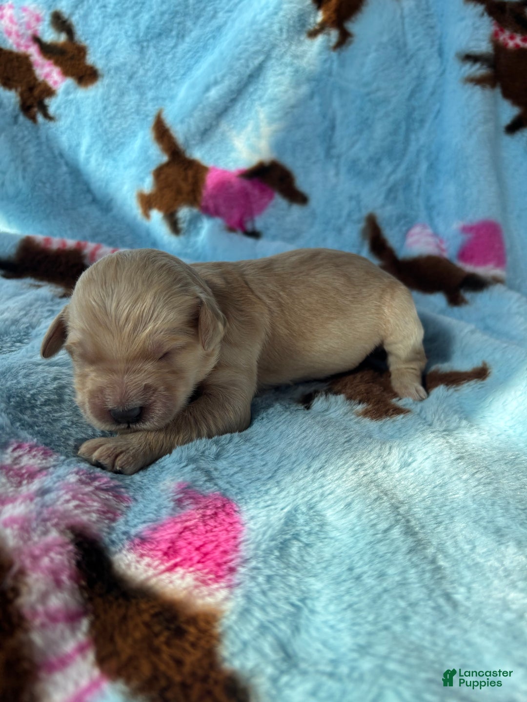 Goldendoodle dogs for sale: Caramel - Ad 6