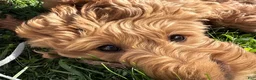 Goldendoodle dogs for sale: Sophie von BridleWoof  - Ad 4