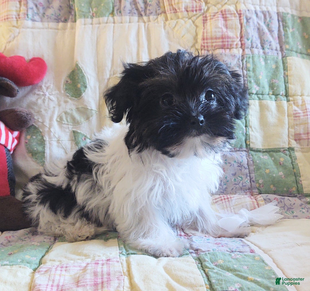 Yorkiepoo dogs for sale: Little Teapot  - Ad 6