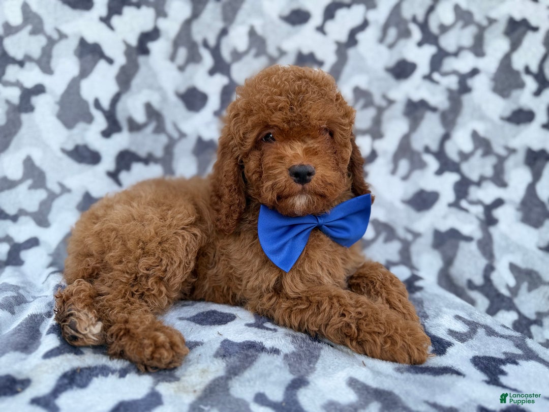 Cockapoo dogs for sale: Stocking - Ad 8