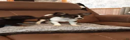 Chihuahua dogs for sale: Chihuahua 1 - Ad 4