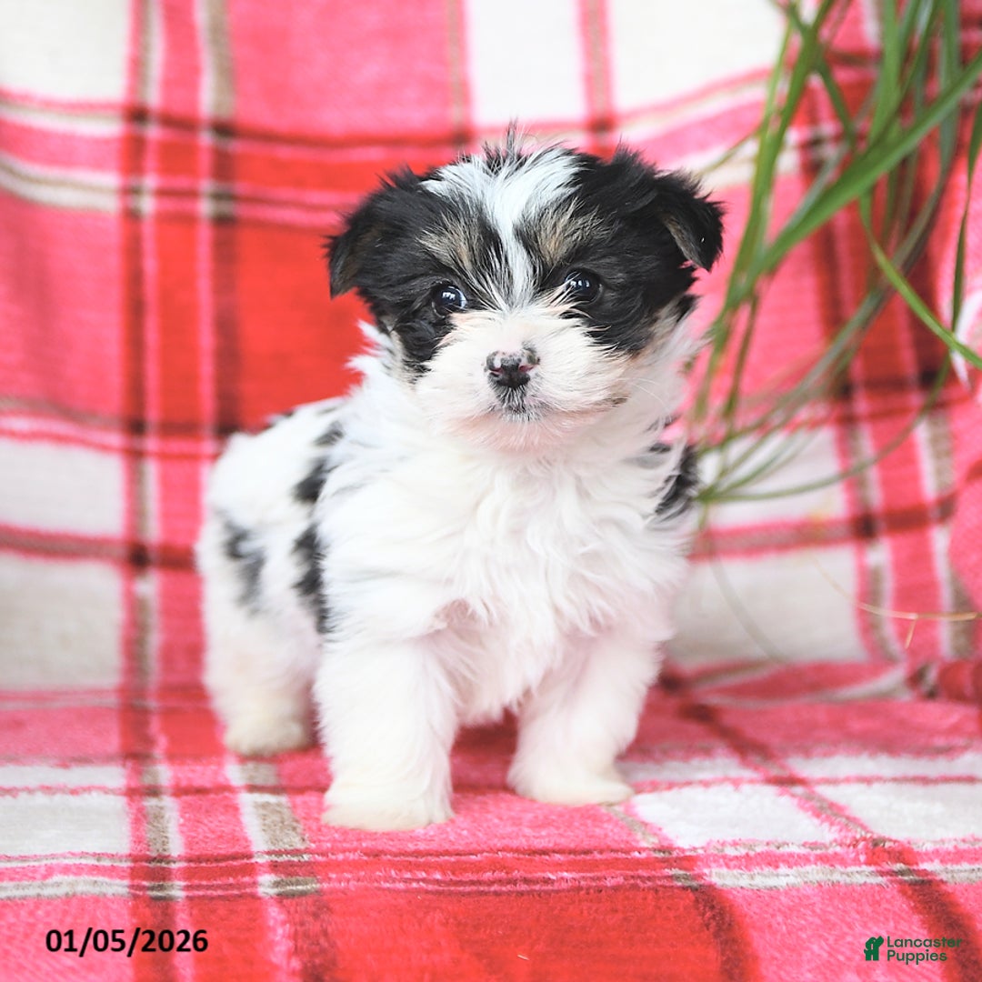 Morkie dogs for sale: Rocket - Ad 2