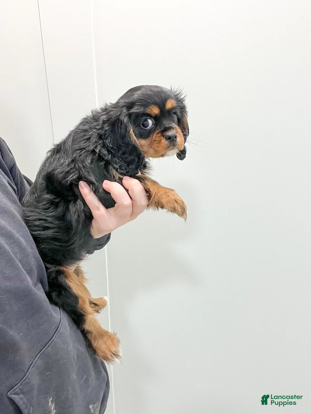 Cavalier King Charles Spaniel dogs for sale: Daisy - Ad 7