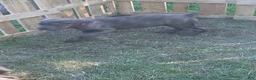 Cane Corso dogs for sale: Cane Corso Puppy 3 - Ad 3