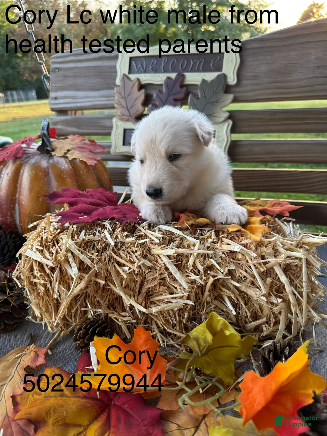 German Shepherd dogs for sale: Cory - Ad 2