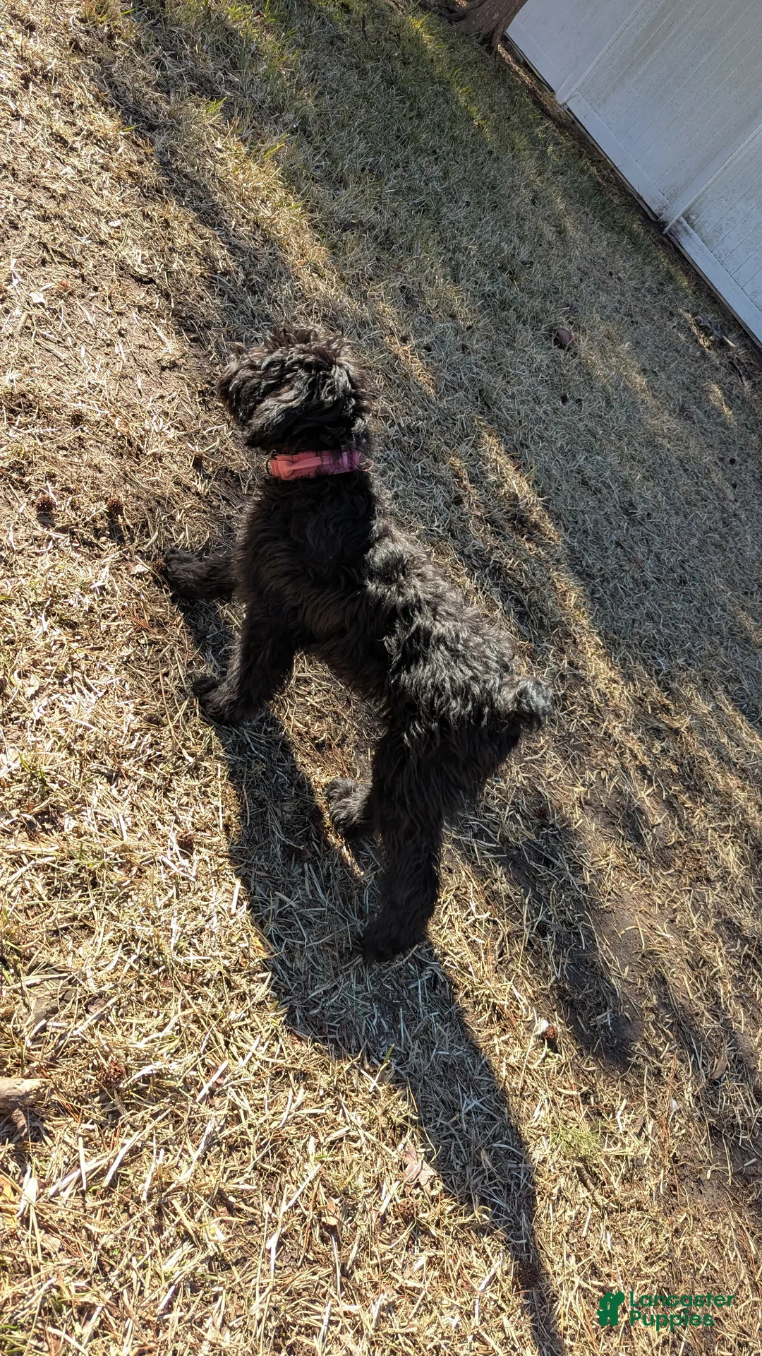 Whoodle dogs for sale: Green - Ad 5