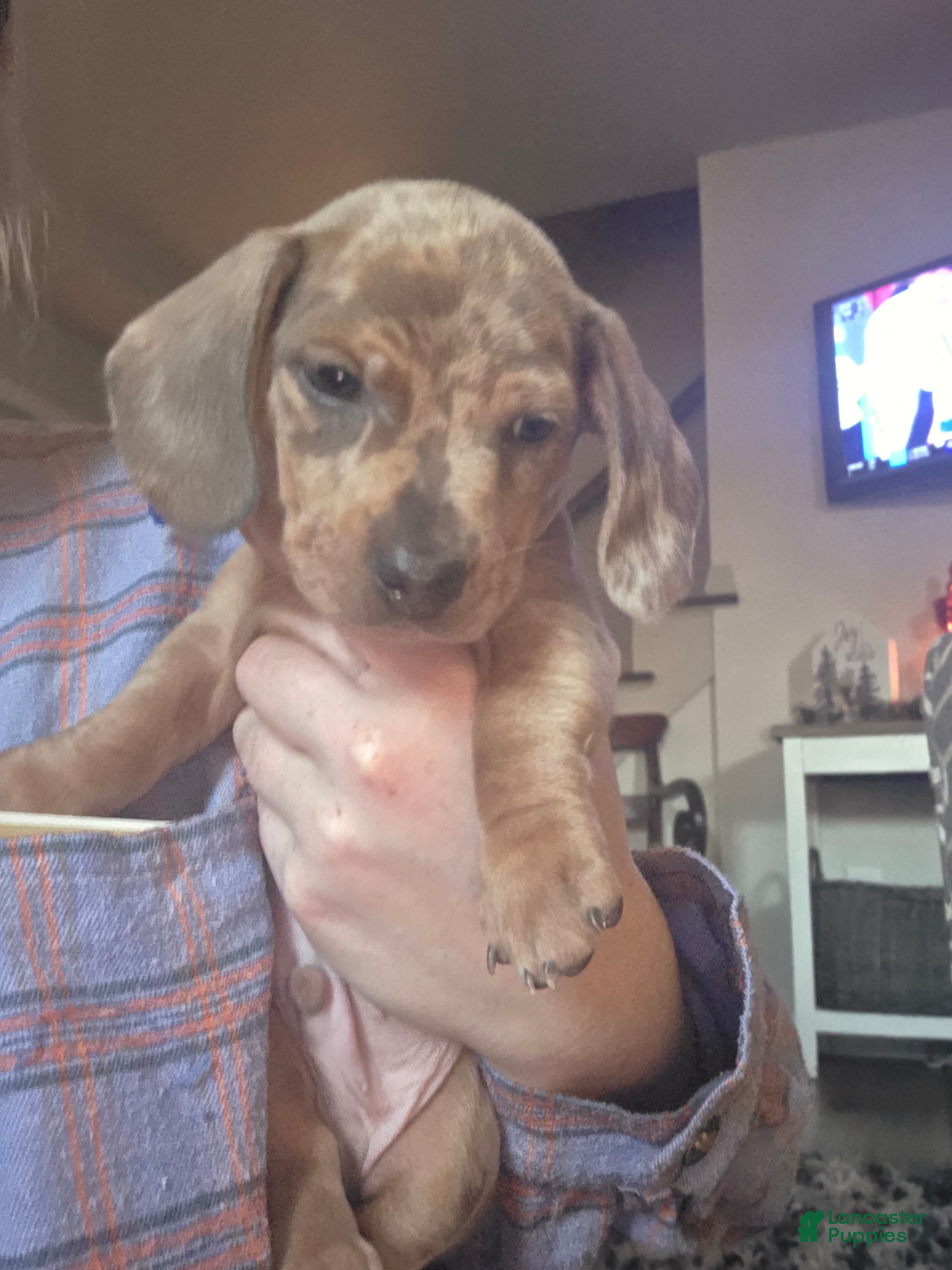 Miniature Dachshund dogs Freddy - Ad 28