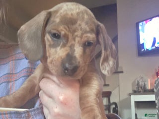 Miniature Dachshund dogs for sale: Freddy - Ad 3