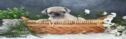 Pug dogs for sale: Griffin - Ad 3