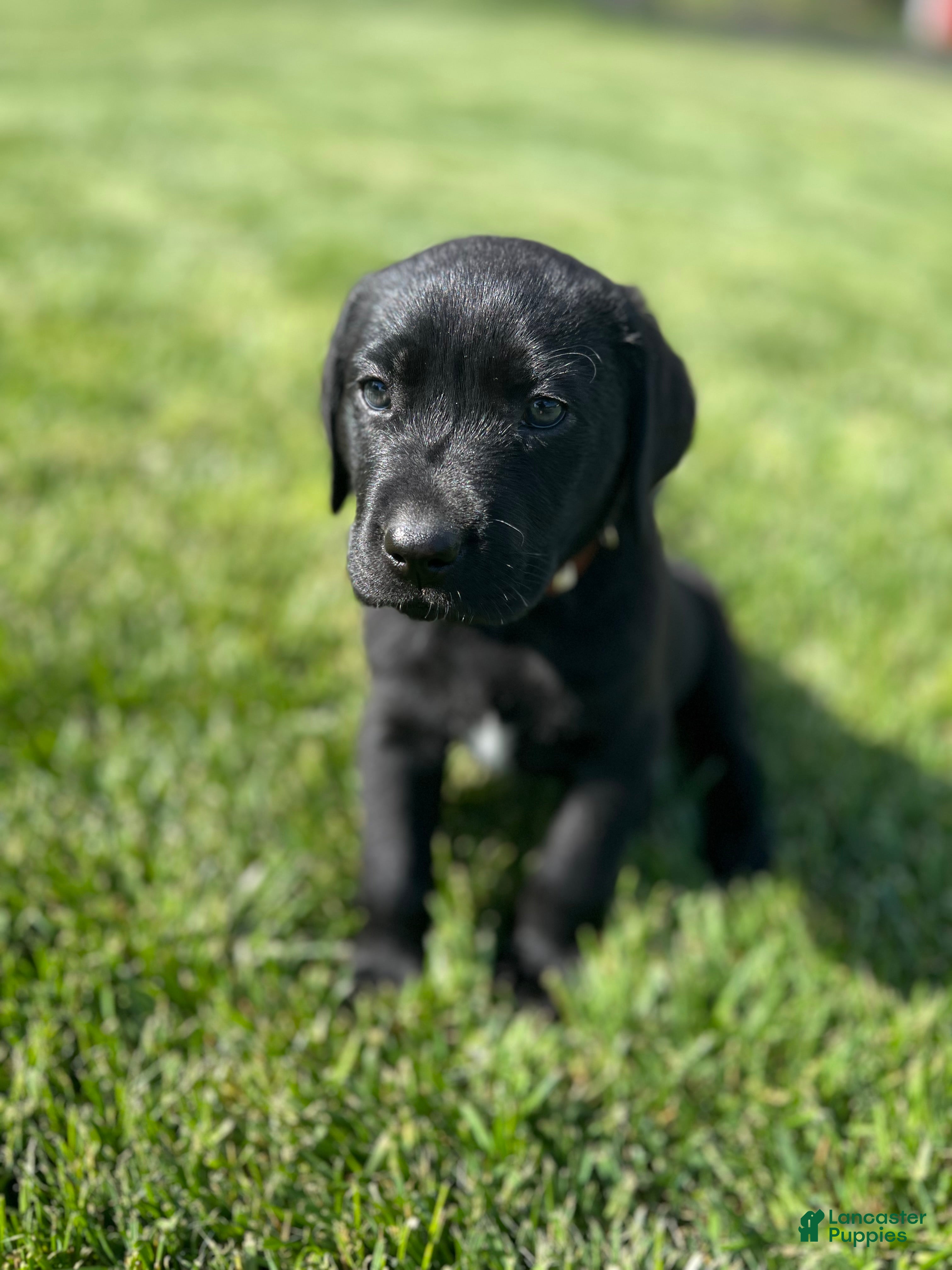 Labrador Retriever dogs Pansy (Tan / Pink Collar) - Ad 1