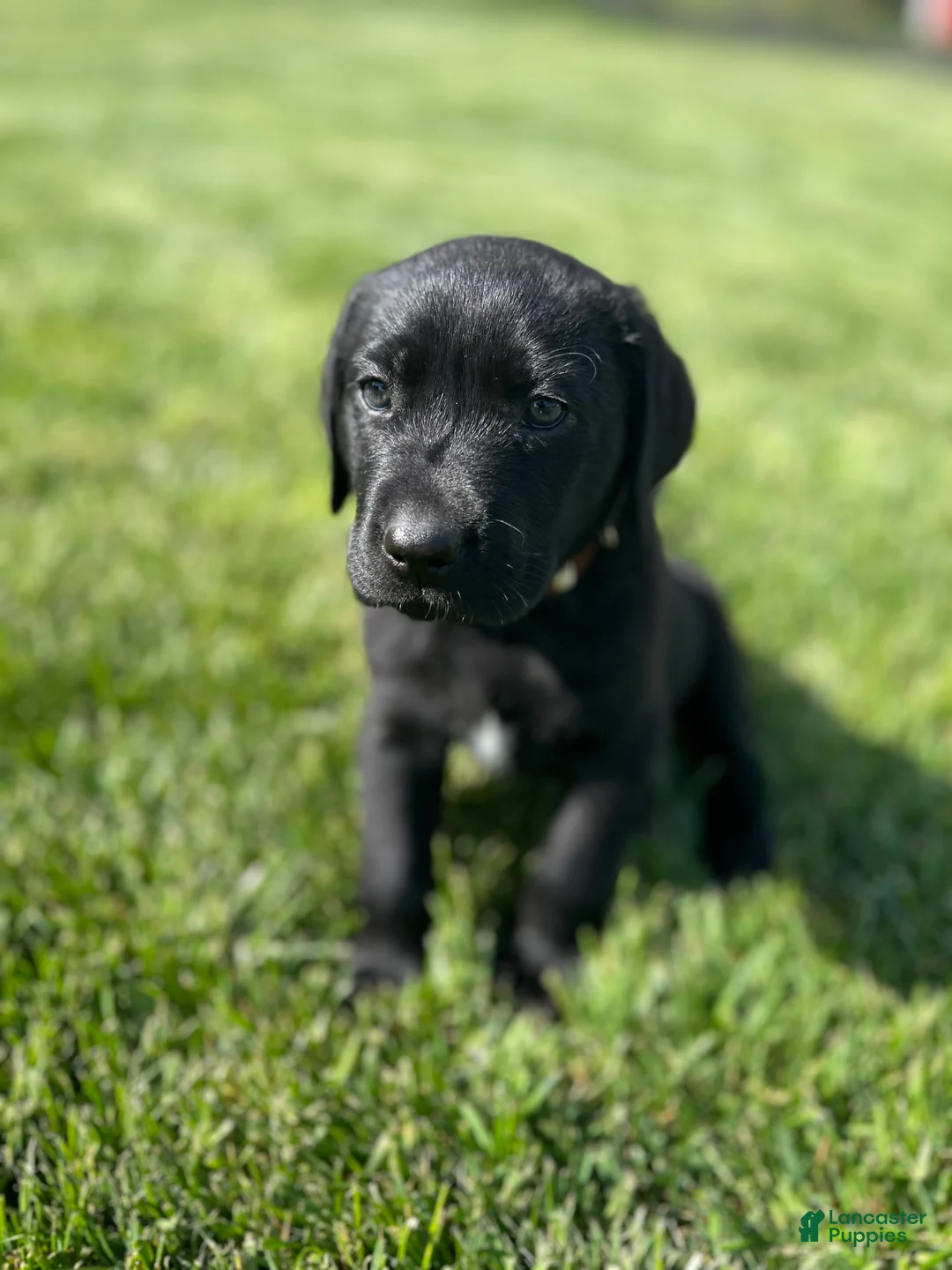 Labrador Retriever dogs for sale: Pansy (Tan / Pink Collar) - Ad 1