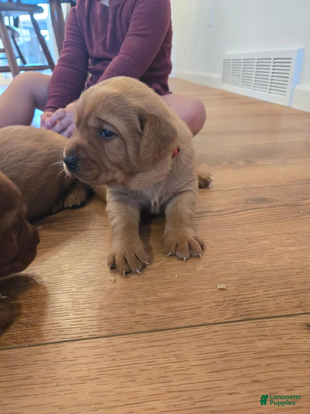 Labrador Retriever dogs for sale: Molly - Ad 1