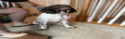 German Shorthaired Pointer dogs for sale: German Shorthaired Pointer Puppy 2 - Ad 5