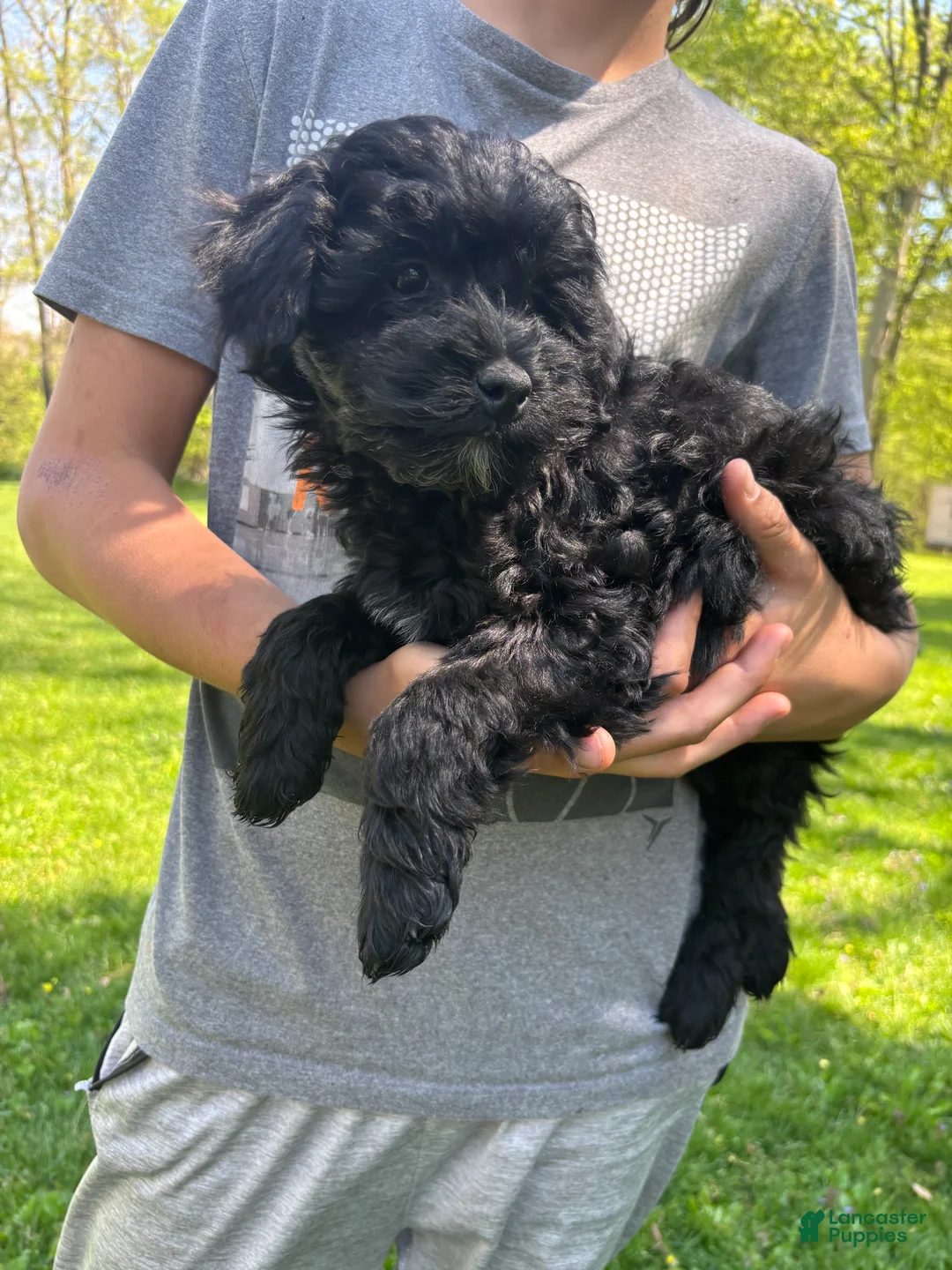 Mini Goldendoodle dogs for sale: Cooper - Ad 1