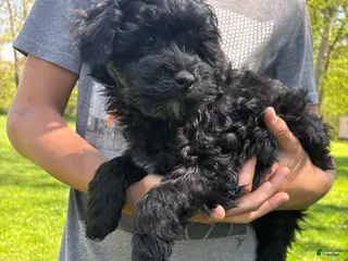 Mini Goldendoodle dogs for sale: Cooper - Ad 1