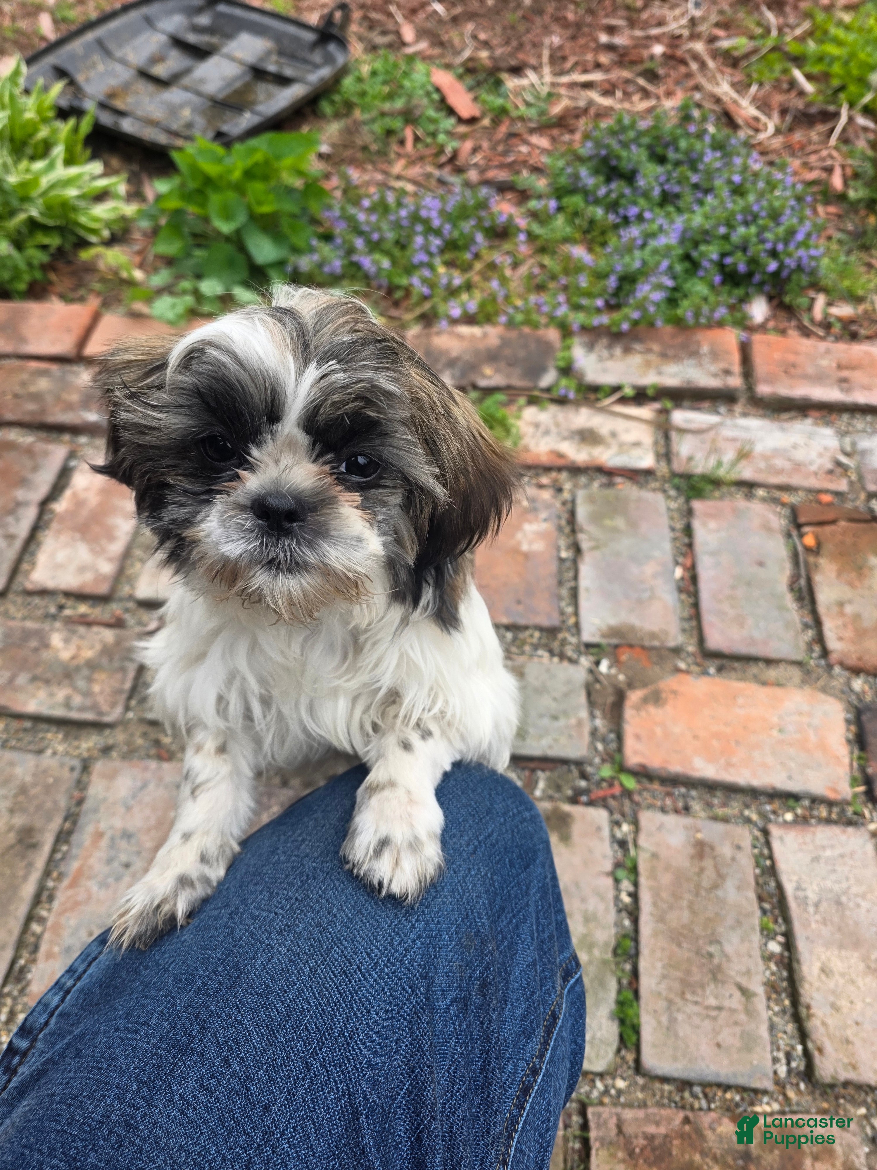Shih Tzu dogs Potter - Ad 2