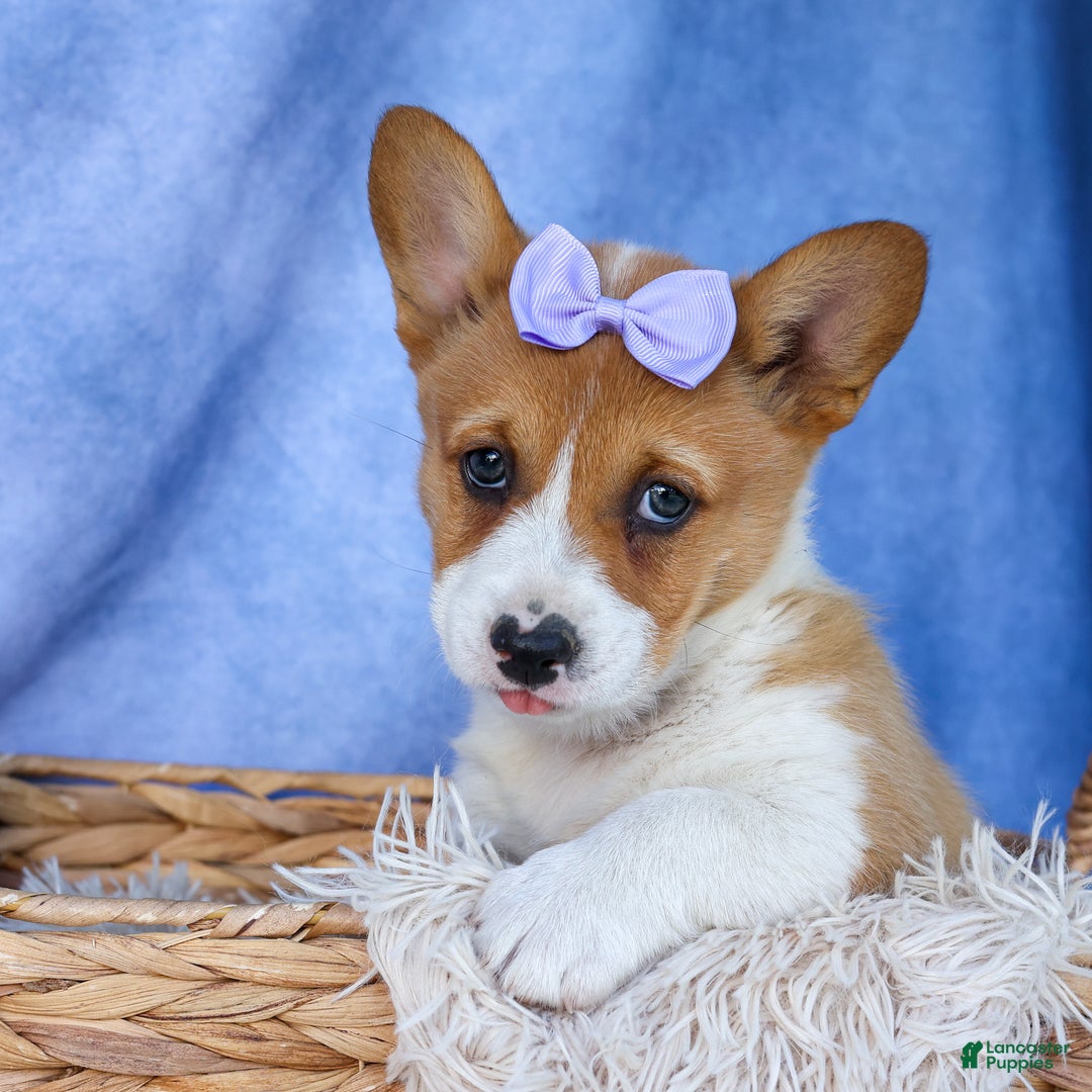 Welsh Corgi Pembroke dogs for sale: Tilly - Ad 2