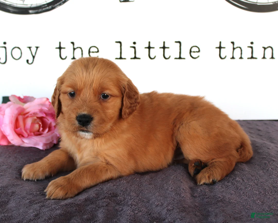 Golden Retriever dogs for sale: Skylar - Ad 2