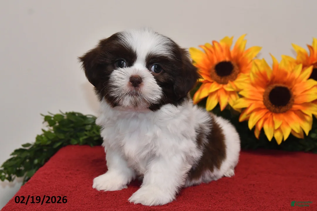 Shih Tzu dogs for sale: Archie - Ad 5