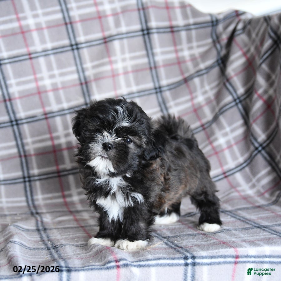 Shih Tzu dogs Smore  - Ad 1