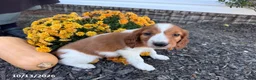 Welsh Springer Spaniel dogs for sale: Liam - Ad 3