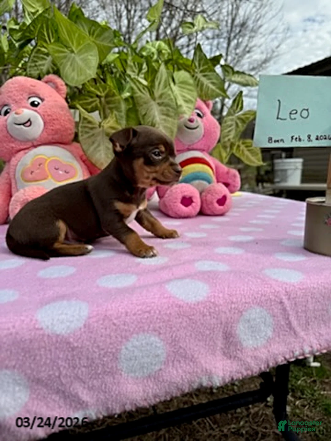 Chihuahua dogs for sale: Leo - Ad 2