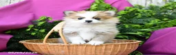 Pomeranian dogs for sale: Jack  - Ad 2