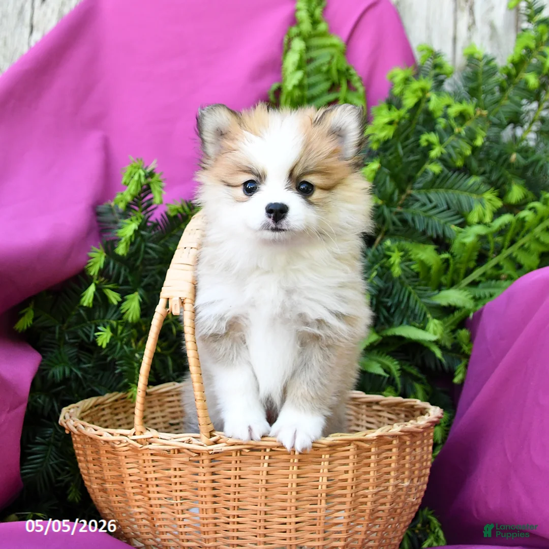 Pomeranian dogs for sale: Jack  - Ad 2