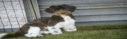Havanese dogs for sale: Oreo - Ad 8