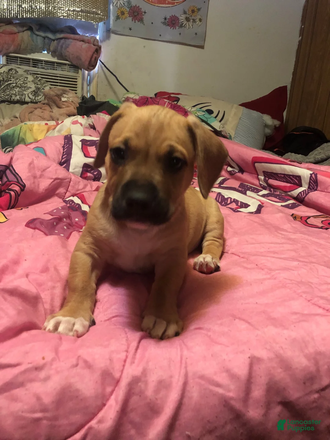 Mixed Breed dogs for sale: Pit wennie - Ad 7